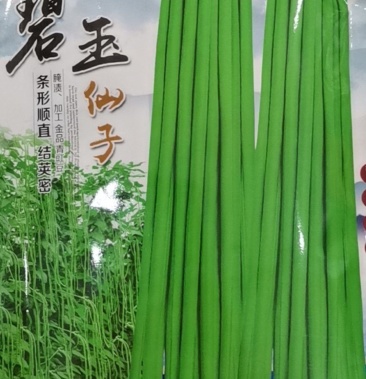 碧玉仙子豇豆为早中熟条形顺直结荚密腌渍加工金品豇豆