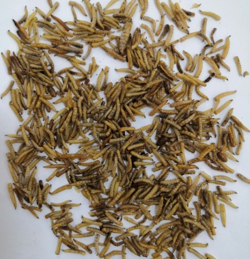 产地直销 五谷虫 蛆虫 低价出售