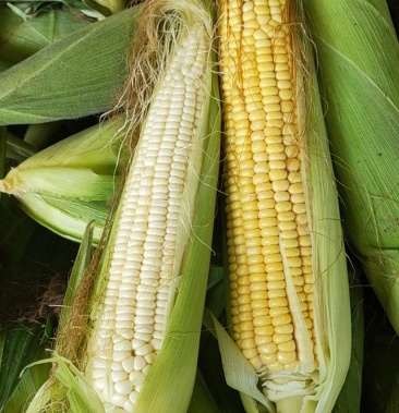 精品黄玉米,白玉米【热卖中】对接电商,商场,超市大量现货