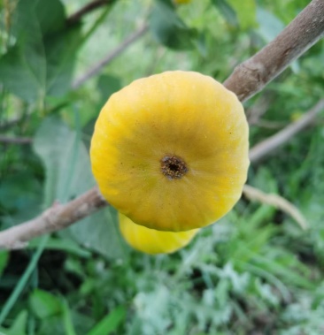 新鲜糖包子,新疆阿图什新鲜无花果