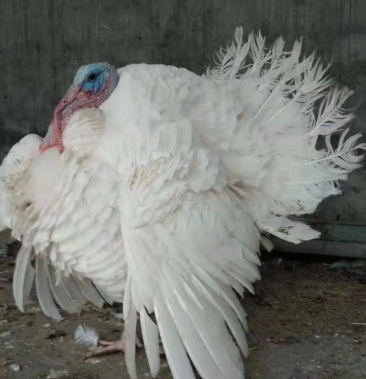 700系列 尼古拉火鸡 出售中 需要的联系