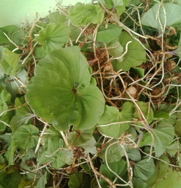 [青天葵批发]云南野生青天葵价格260.00元/斤 - 一亩田