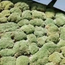 苔藓