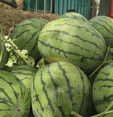 吉林西瓜.庆红999,瓜漏二茬瓜,大红瓤品质高产地直发