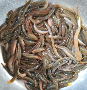 沙鳅 钢鳅 条纹鳅 红尾钢鳅 长期有货 价格美丽