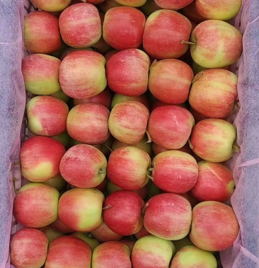 [123苹果批发]123小苹果即将上市,预订中价格1.00元/斤 - 一亩田