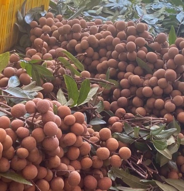 [龙眼批发]从化龙眼大量上市价格1.50元/斤 - 一亩田