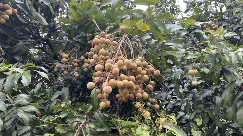 广西桂平市石硖龙眼种植基地,果实饱满挂满枝头 石硖龙眼果园