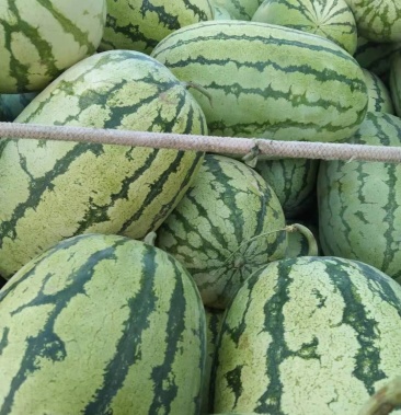 [西瓜批发]压砂西瓜价格0.70元/斤 - 一亩田