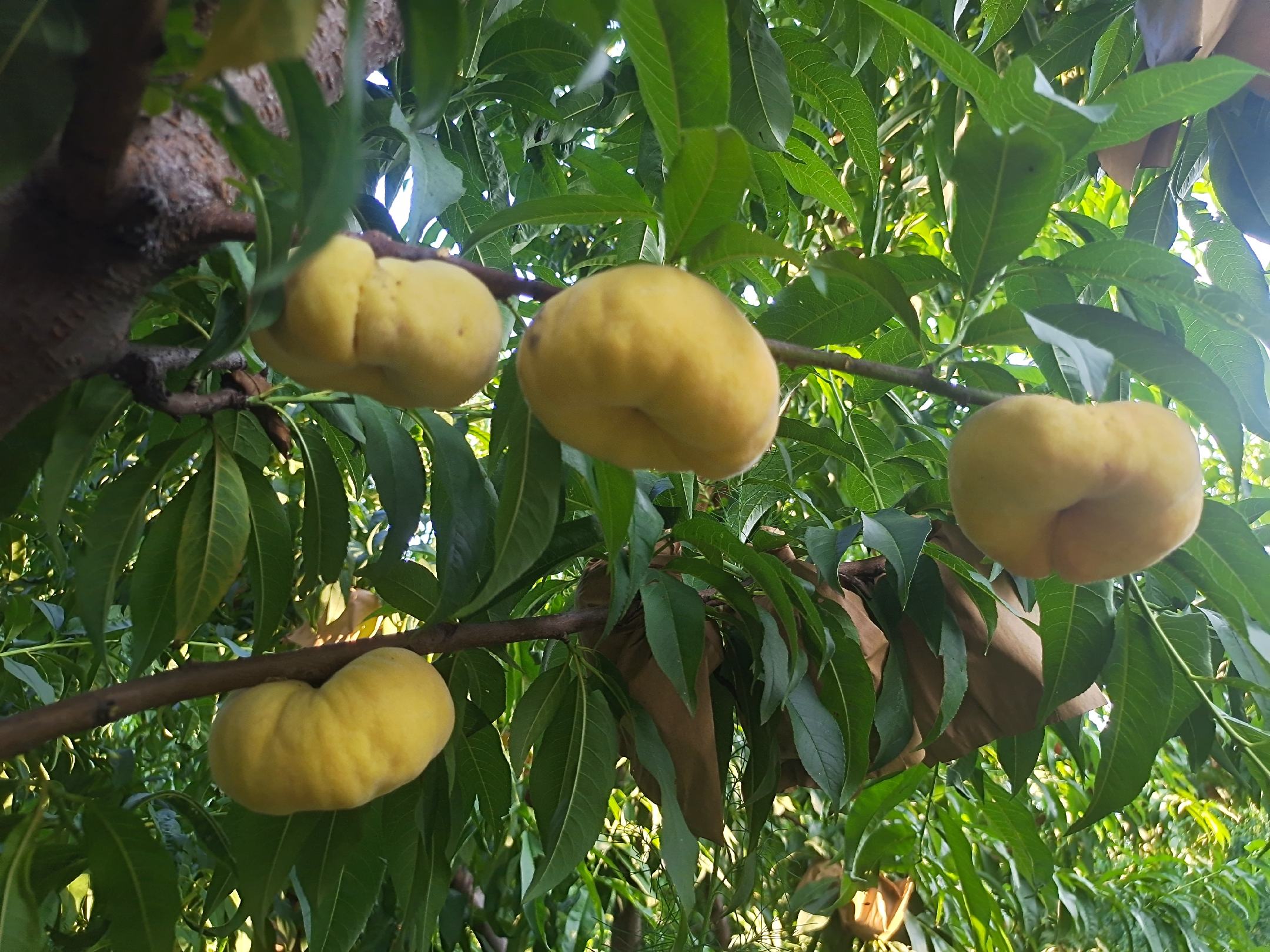 一棵茂盛的蟠桃树,枝头挂满了成熟果实,部分为典型的扁圆形蟠桃,表皮呈粉红与淡黄色相间,绒毛清晰可见,背景为田园风光,阳光柔和 蟠桃树上挂满果实特写