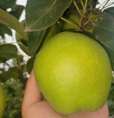 [酥梨批发]山东阳信早酥梨价格1.10元/斤 - 一亩田