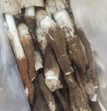 [鸡菇菌批发]云南纯野生鸡枞价格160.00元/斤 - 一亩田