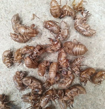 陕西商洛地产优质虫蜕