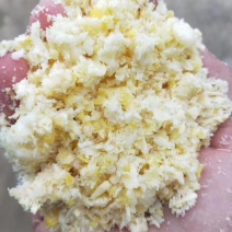 熟玉米甜糯黏玉米适合牛羊鸡鸭鹅吃