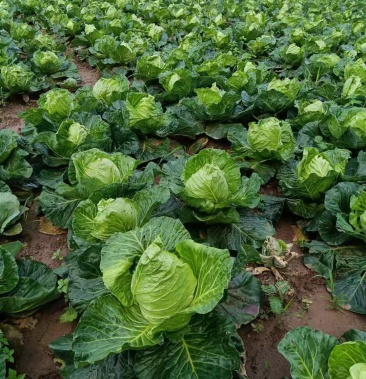 鸡心白菜,牛心白菜,莲花白,白