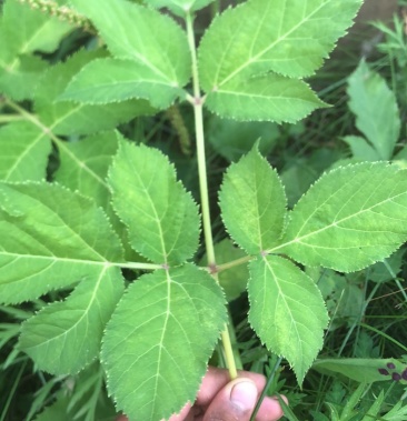 2021年育苗500万肉独活苗子开始预约联系