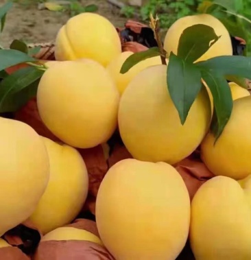 [奈李李子批发]炎陵黄桃,炎陵奈李,一手货源,批发零售欢迎咨询采购