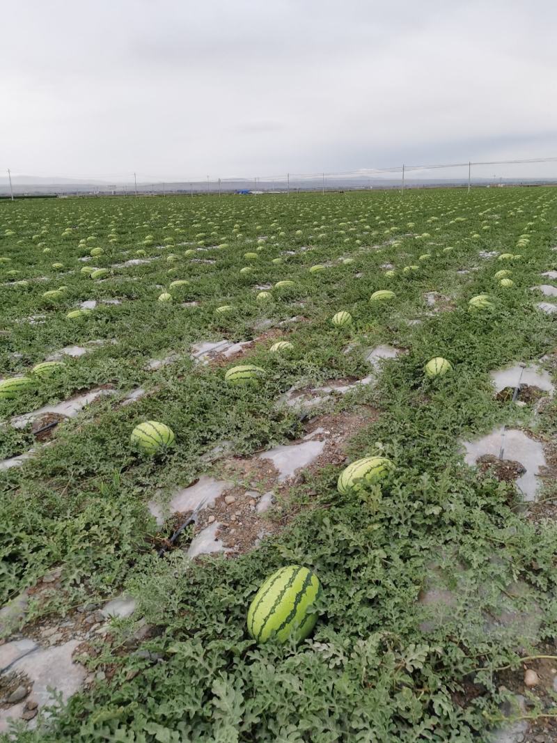 宁夏石缝瓜!长在石头上的西瓜!非常甜!甜度十三点五以上.