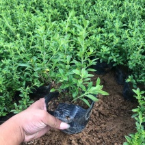 微型金边红花六月雪小盆栽绿植盆景办公室室内装饰盆栽