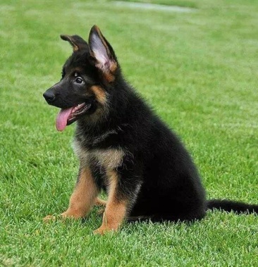 德牧 精品德国牧羊犬 自然立耳 垂系 塞系 德系 一首