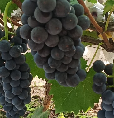 精品辽峰葡萄大量上市,口感好,串行漂亮,欢迎采够