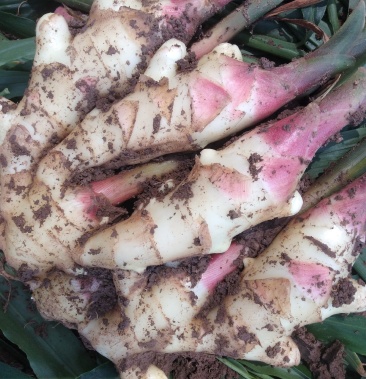 [红芽姜批发]正宗精品山东潍坊红芽鲜姜量大从优 可供商超 基地直发