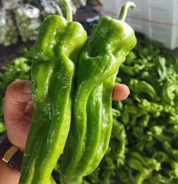 芜湖椒,薄皮苏椒,产地直销,一手货源!质量保证!