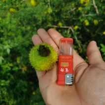 贵州六盘水二号刺梨