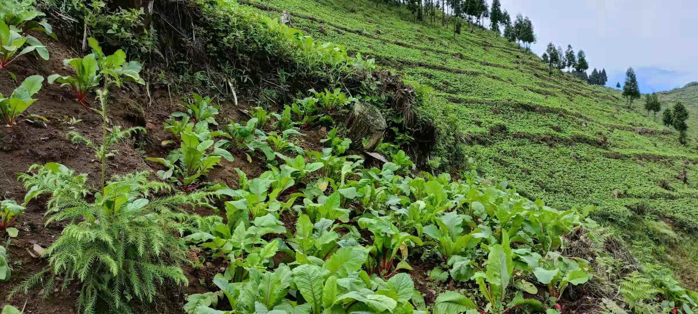 云南彝良县高山红皮萝卜种植基地航拍画面,展示连片梯田中整齐排列的萝卜田,远处可见云雾缭绕的山峦,田间有农民正在采收,土壤呈红褐色,萝卜露出地面部分呈鲜红色 高山红皮萝卜种植基地航拍图