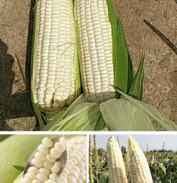 正宗武陵山928玉米