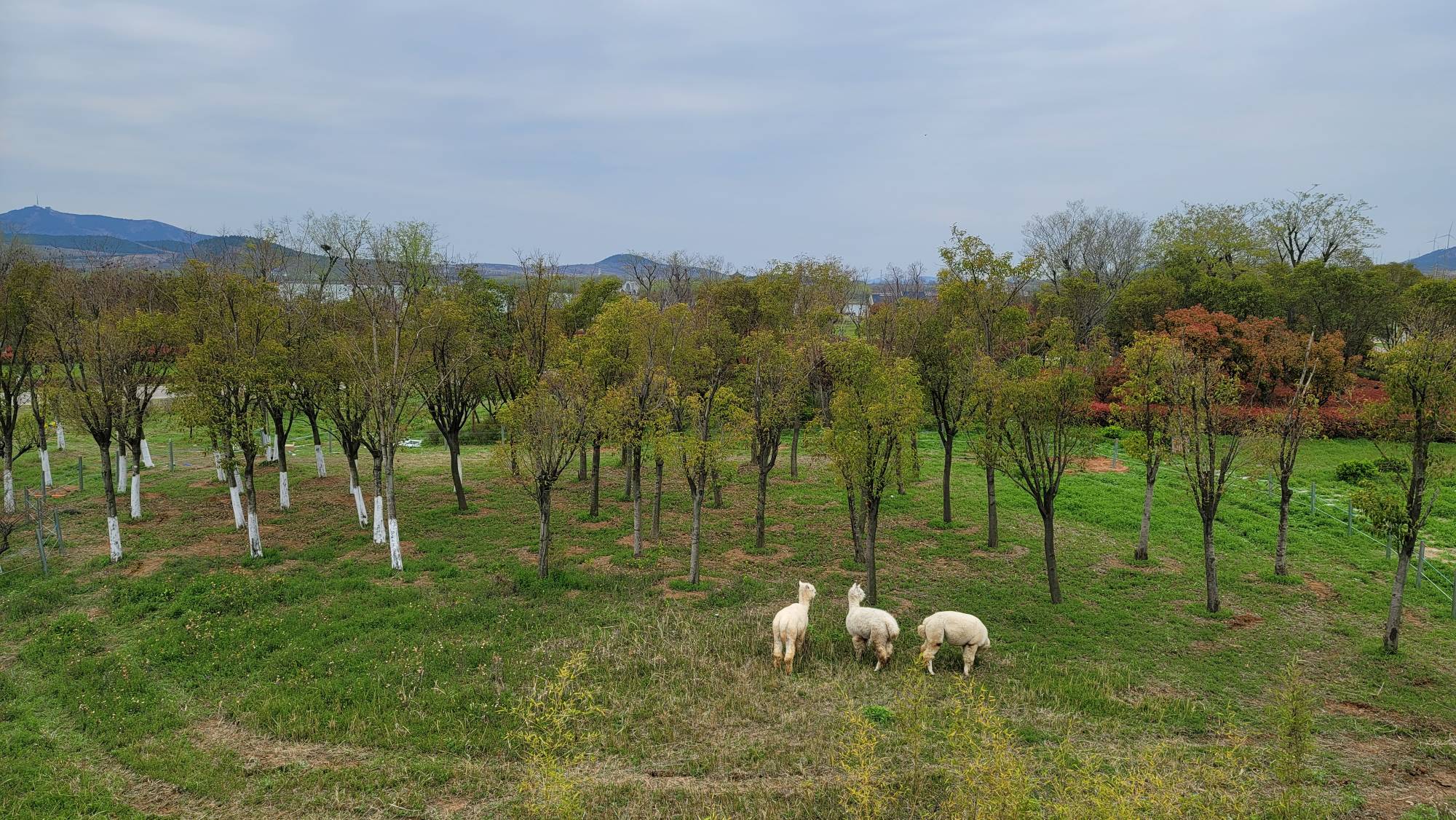 羊驼在农场中悠闲吃草