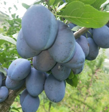 汶川西梅李大果一件代发现摘现发自产自销