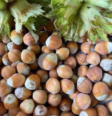 榛子原产地直销保质保量平欧榛子品种齐全