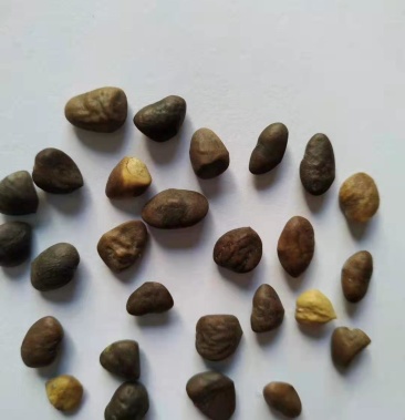 醉香含笑种子/种子/林木种子/含笑种子/醉香含笑树苗