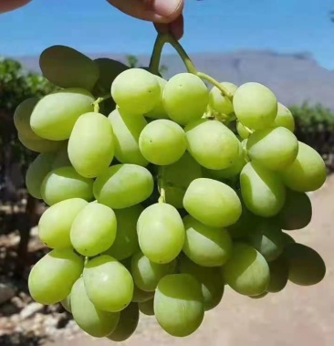 黄金蜜葡萄苗嫁接黄金蜜葡萄苗大量出售保质保量
