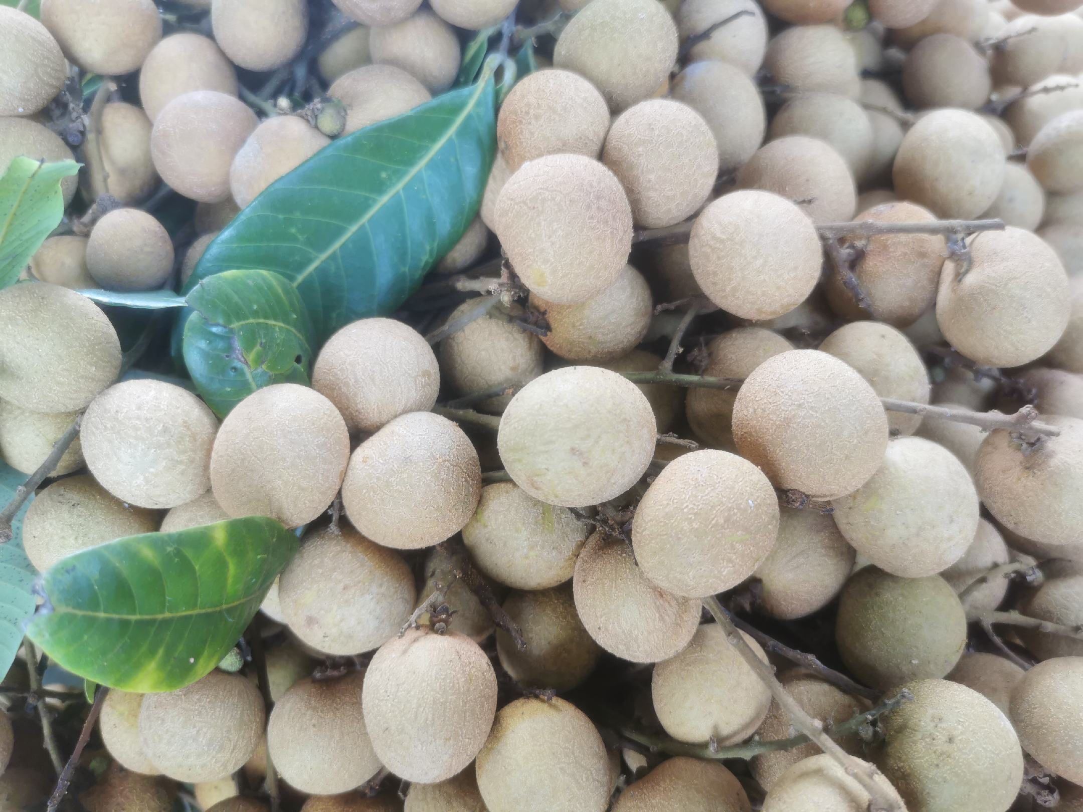 农业技术推广人员实地开展石硖龙眼花期识别培训场景,突出专业观测工具(手持放大镜)、标准化标识(树牌与物候卡)及互动教学形式,体现科技赋能生产 农技人员在果园现场指导果农识别石硖龙眼花芽分化状态,手持放大镜观察枝条顶端芽体,背景为挂有标牌的示范树,树干贴有物候记录卡