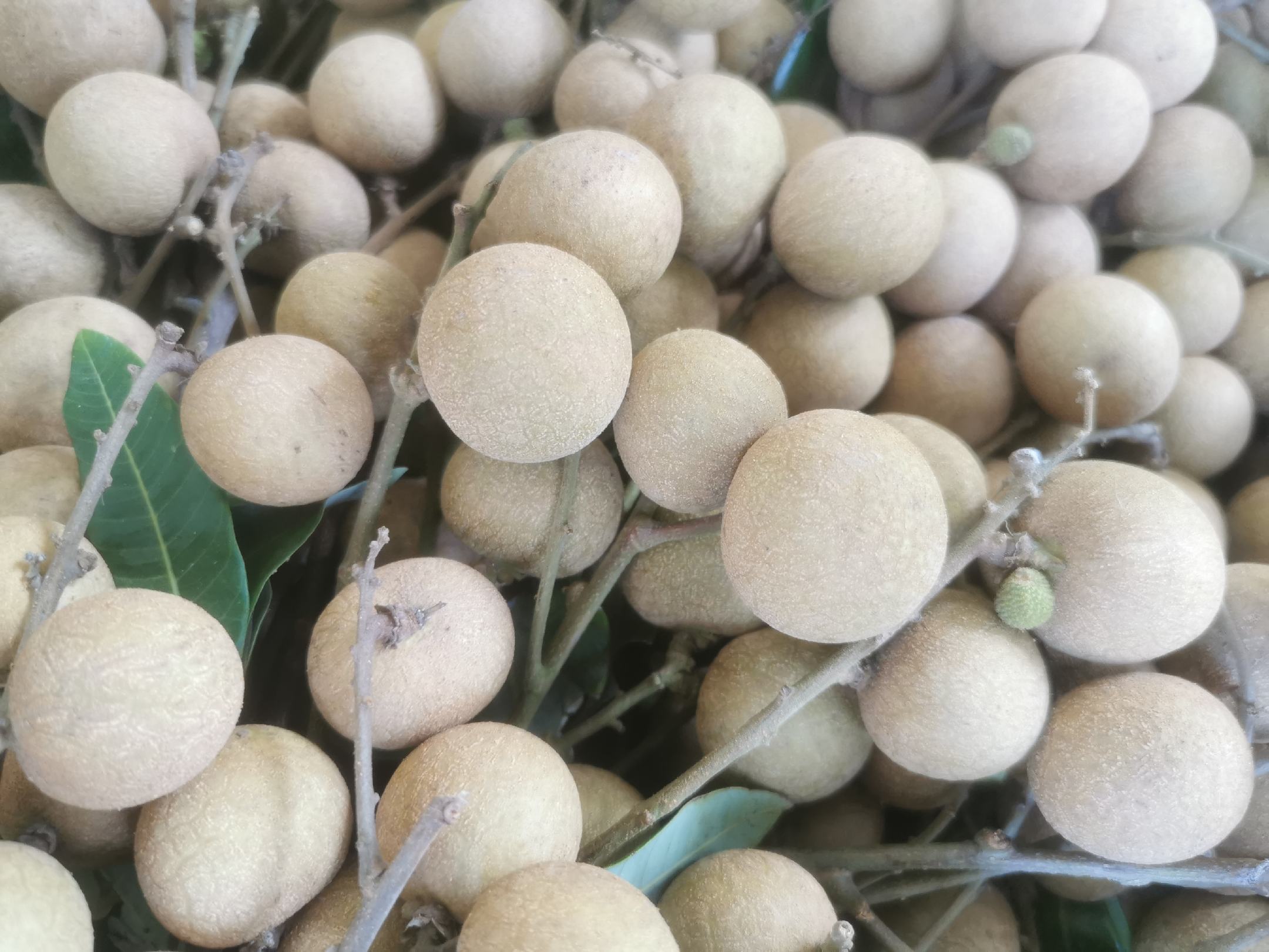 左侧为新鲜石硖龙眼剥壳后果实,果肉晶莹剔透呈半透明状;右侧为干燥后的石硖龙眼肉,颜色琥珀黄至浅棕色,肉质紧实,表面有自然皱褶,背景为木质托盘和竹编簸箕,体现传统农产品加工场景 石硖龙眼新鲜果实与干燥龙眼肉对比图