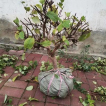产地直发，金银花盆景老桩