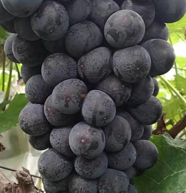 兴华王葡萄,酸甜可口,,欢迎客高前来选购,我是农户.