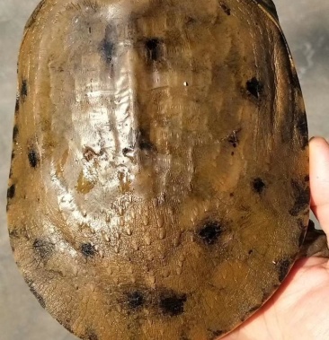 [鳖批发]土甲鱼鳖团鱼价格140.00元/斤 - 一亩田