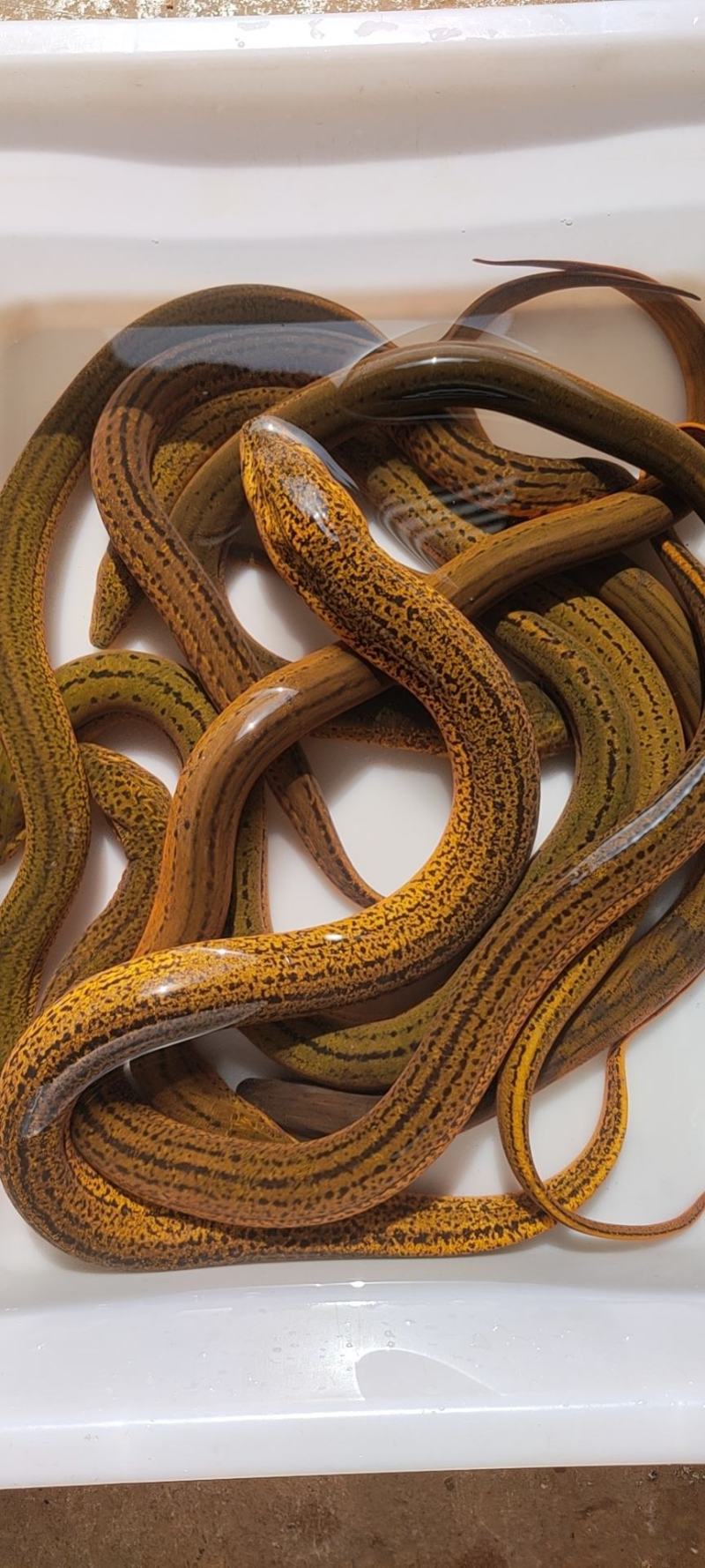 孟加拉蛇胸鳝白鳝鱼黄鳝大全鳝鱼其他活禽小龙虾黄鳝鳖供应分类点击