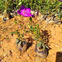 巴西野牡丹紫牡丹四季开花盆栽蓝稔花苗庭院花卉植物