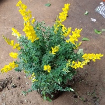 黄金梅盆栽多年生木本秋季冬季耐寒开花植物花卉