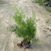 天冬苗天门冬植物树苗药材绿植花卉室内盆栽耐旱喜阴四季常绿