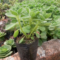 碰碰香盆栽驱蚊带香味绿植室内客厅除异味净化空气植物一抹香