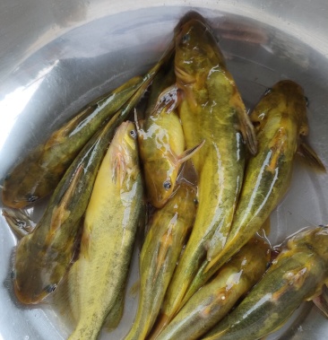 黄颡鱼黄辣丁杂交黄骨鱼