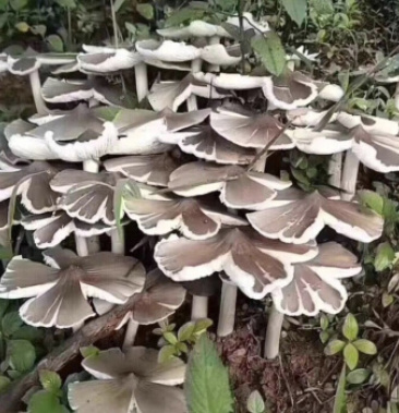 野生菌野生伞把菇三坝菇三八菇三塔菌荔枝菌