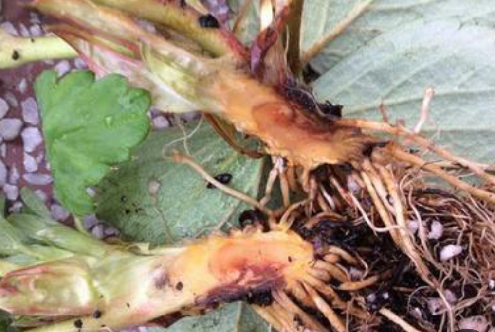 草莓沤根根部病变特写