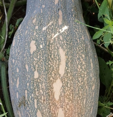 四川绵阳江油 南瓜 产地直发 货源充足