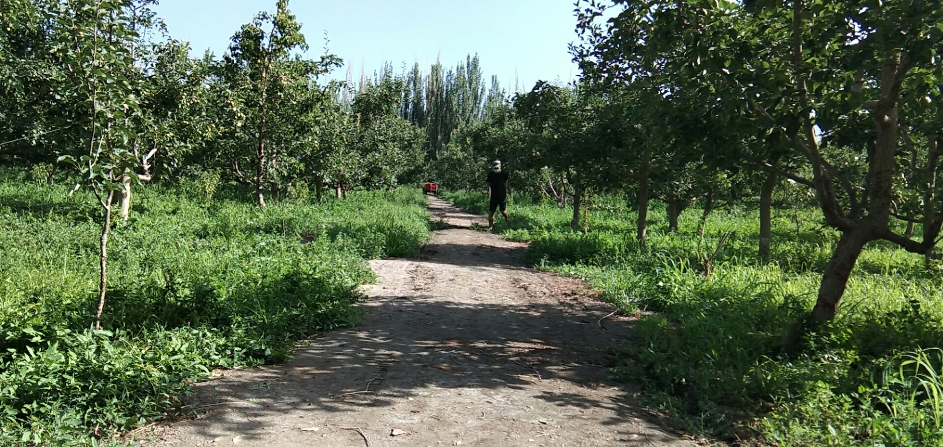 果园中的水晶梨树